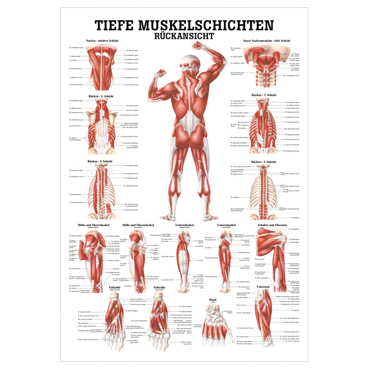 Tiefe Muskelschichten-Rücken Lehrtafel Anatomie 100x70cm medizinische Lehrmittel<br> Nicht Laminiert