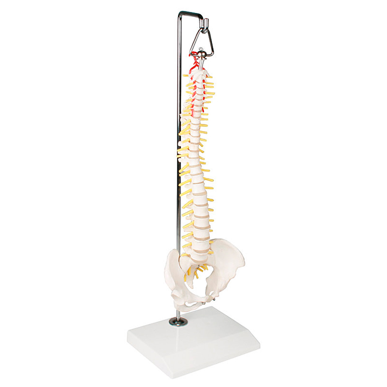 Mini-Wirbelsäule inkl. Stativ<br> Anatomie Modell