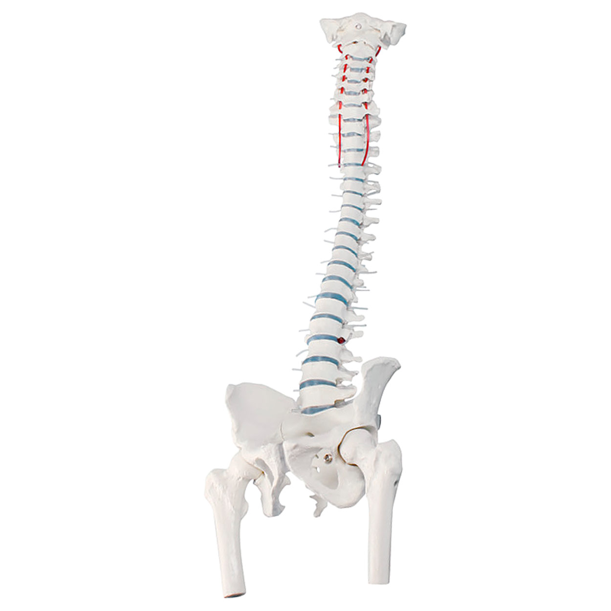 Wirbelsäule mit Bandscheibenvorfall inkl. Stativ<br> Anatomie Modell