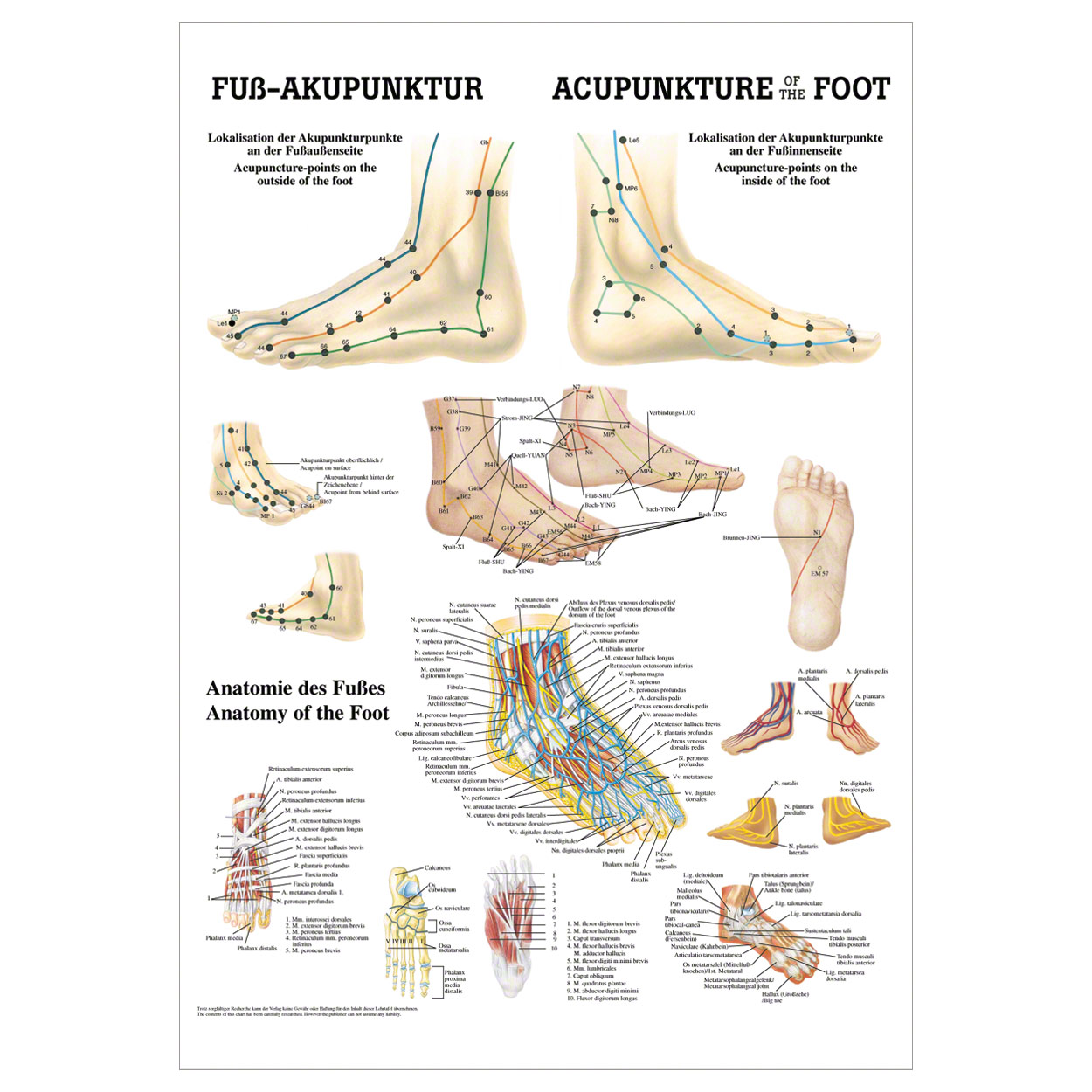 Fuß-Akupunktur Mini-Poster Anatomie 34x24 cm medizinische Lehrmittel<br> Nicht Laminiert