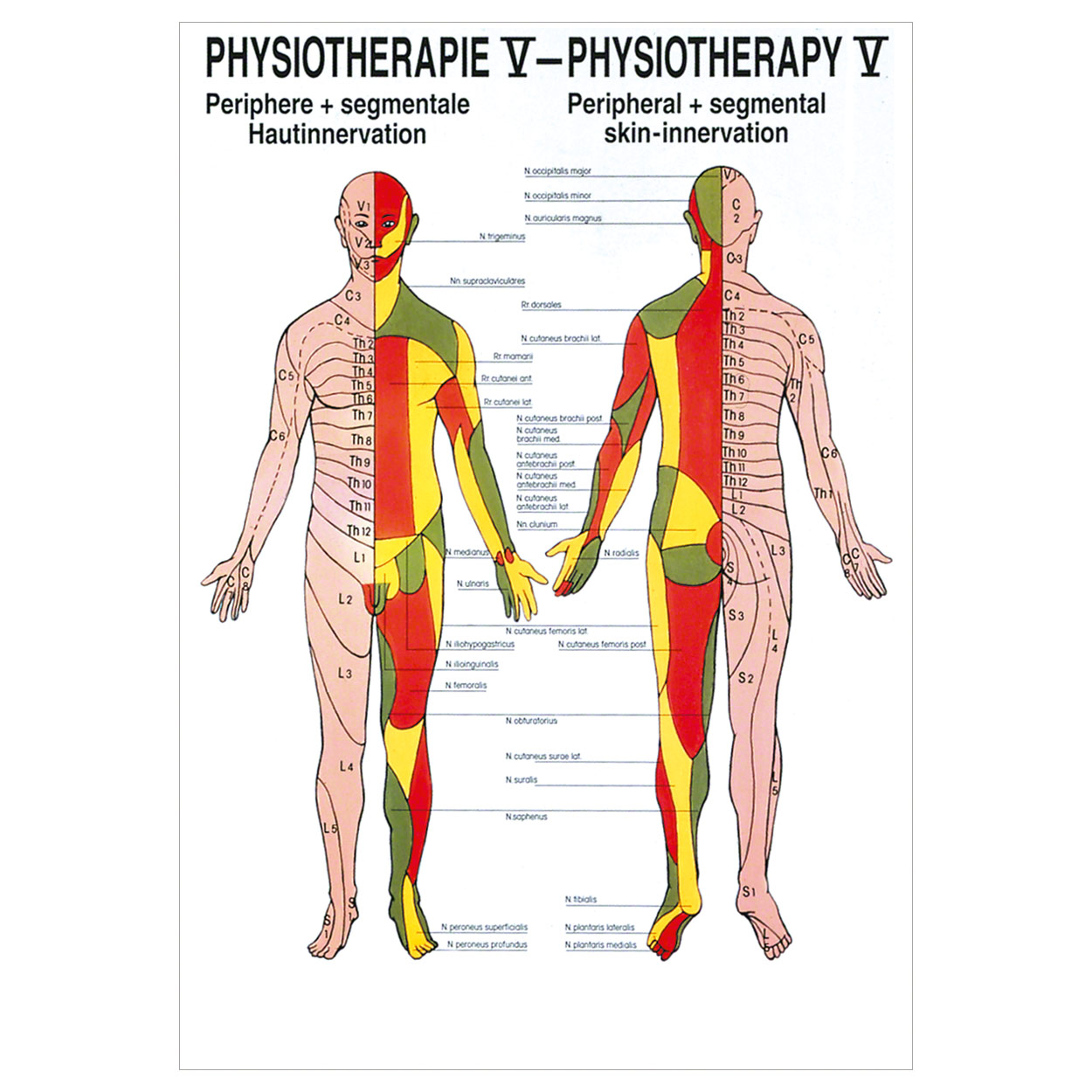 Hautinnervation Mini-Poster Anatomie 34x24 cm medizinische Lehrmittel<br> Nicht Laminiert