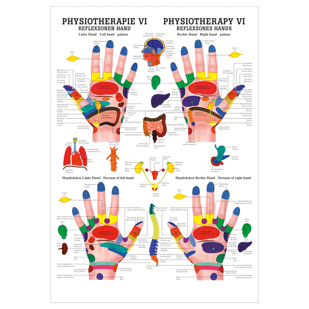 Reflexzonen Hand Mini-Poster Anatomie 34x24 cm medizinische Lehrmittel<br> Nicht Laminiert