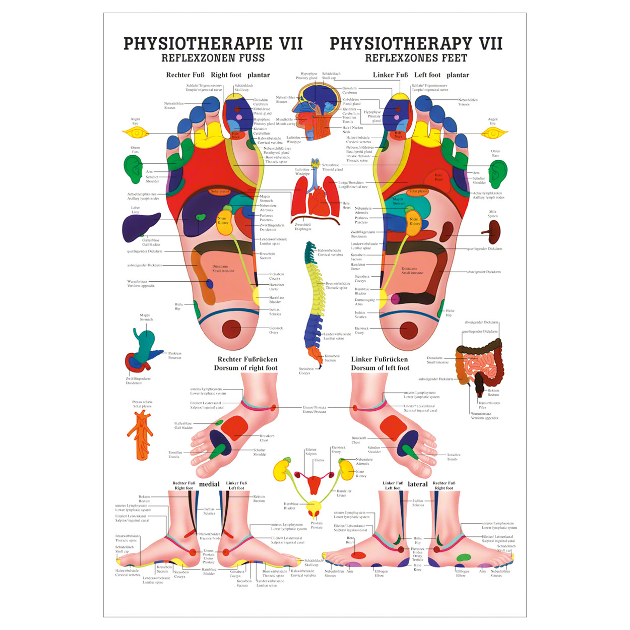 Reflexzonen Fuss Mini-Poster Anatomie 34x24 cm medizinische Lehrmittel<br> Nicht Laminiert