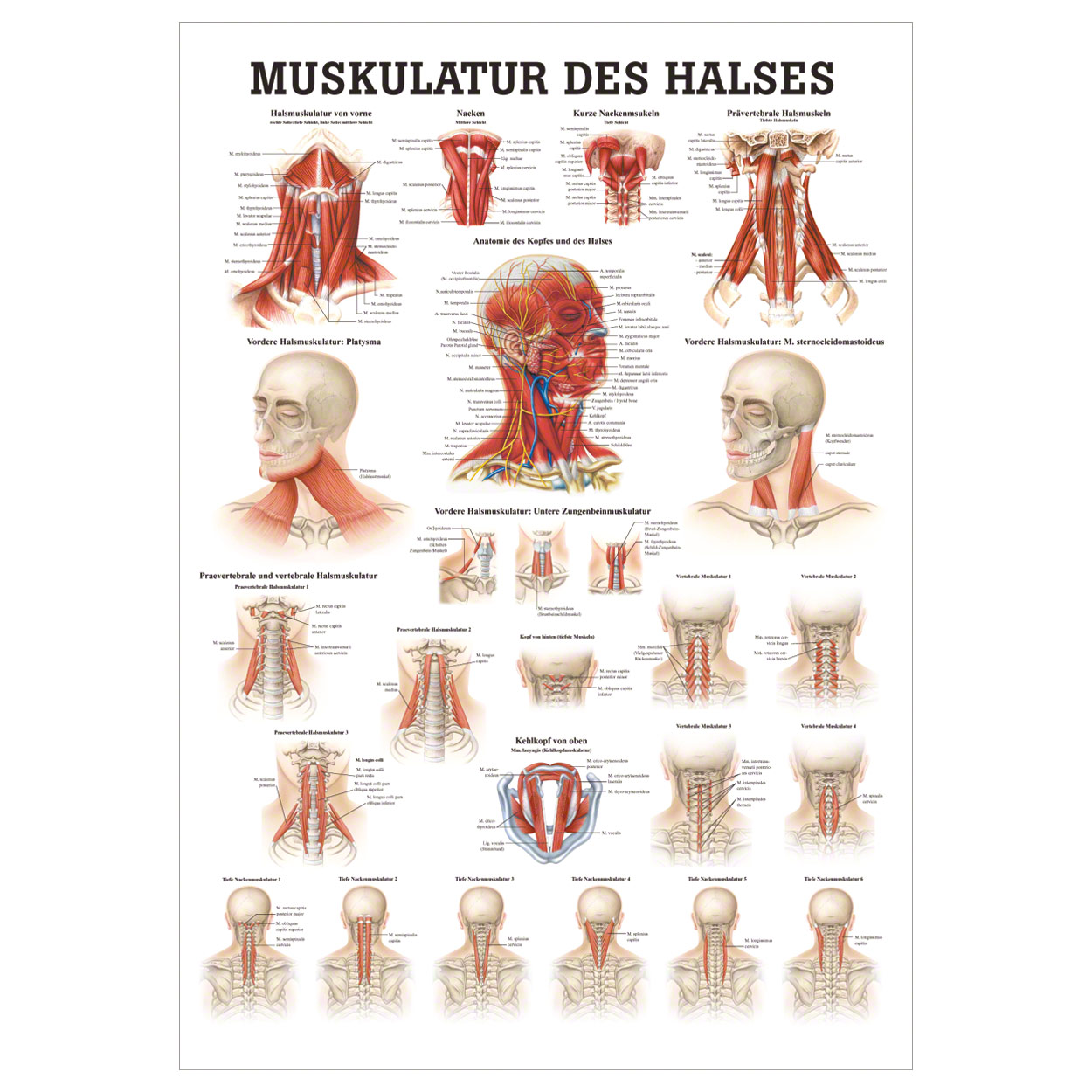 Muskulatur des Halses Mini-Poster Anatomie 34x24 cm medizinische Lehrmittel<br> Nicht Laminiert
