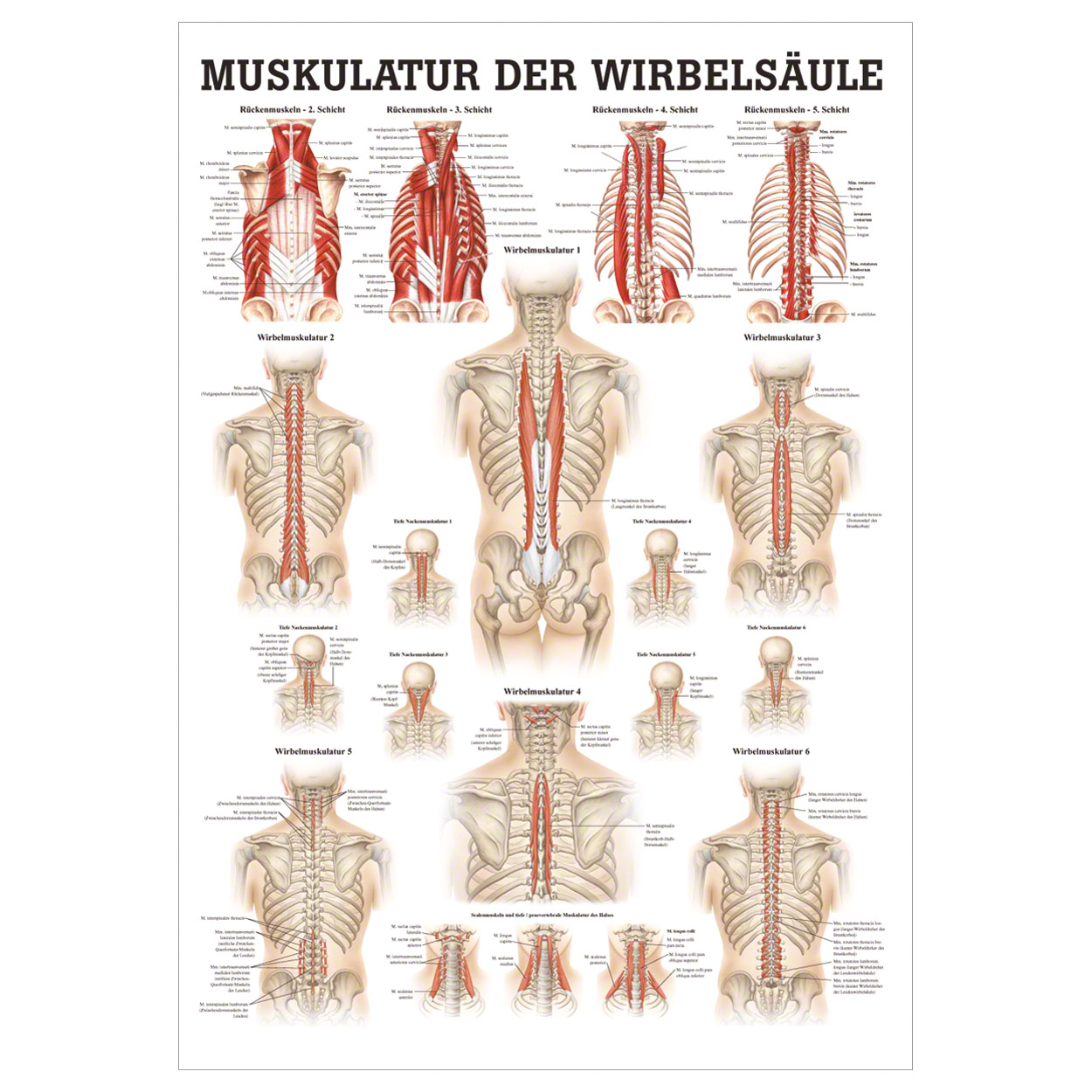 Muskulatur der Wirbelsäule Mini-Poster Anatomie 34x24 cm medizinische Lehrmittel<br> Nicht Laminiert