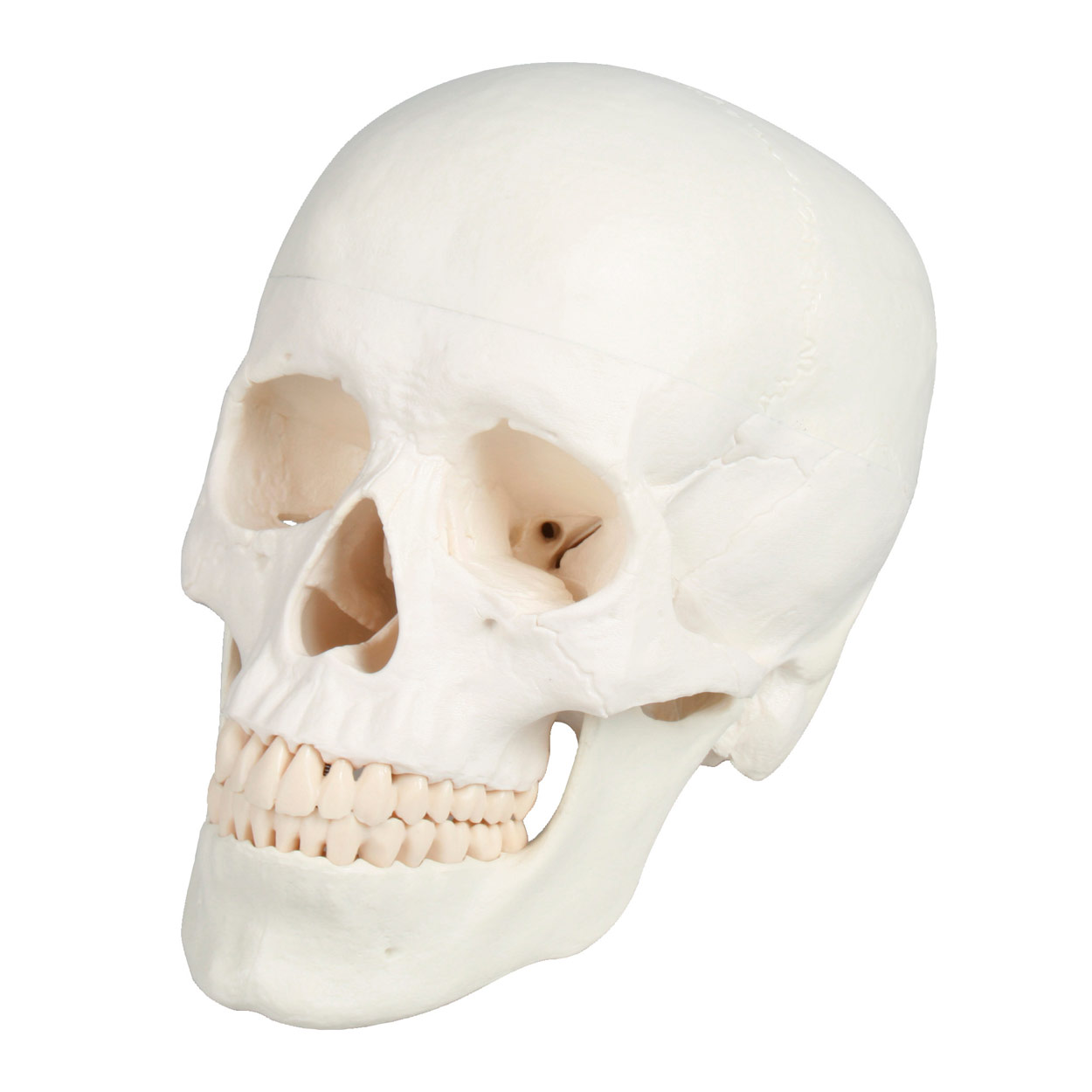 Schädel 4-tlg<br> Anatomie Modell