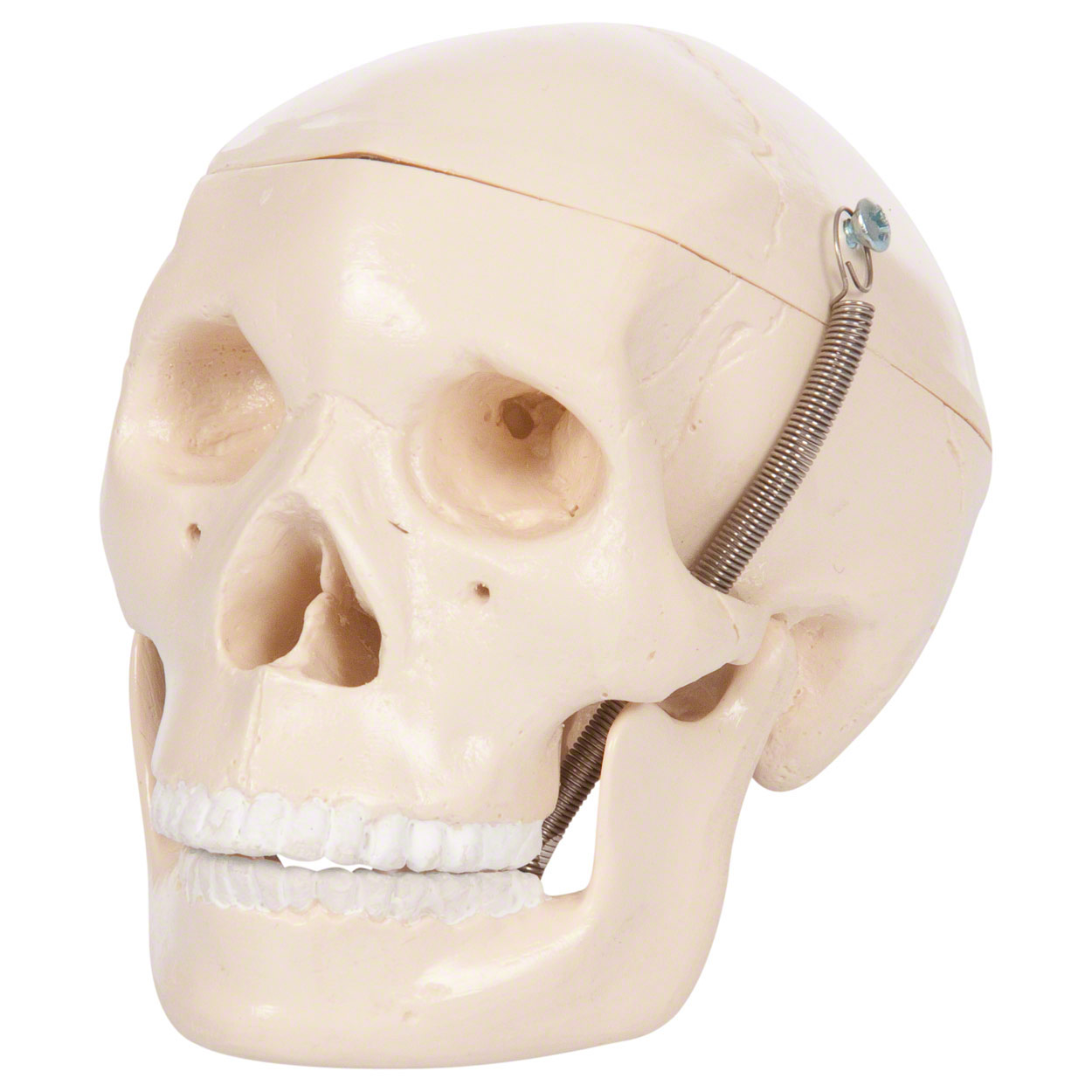 Mini-Schädel 3-tlg. Anatomie Modell<br> Anatomische Lehrmittel
