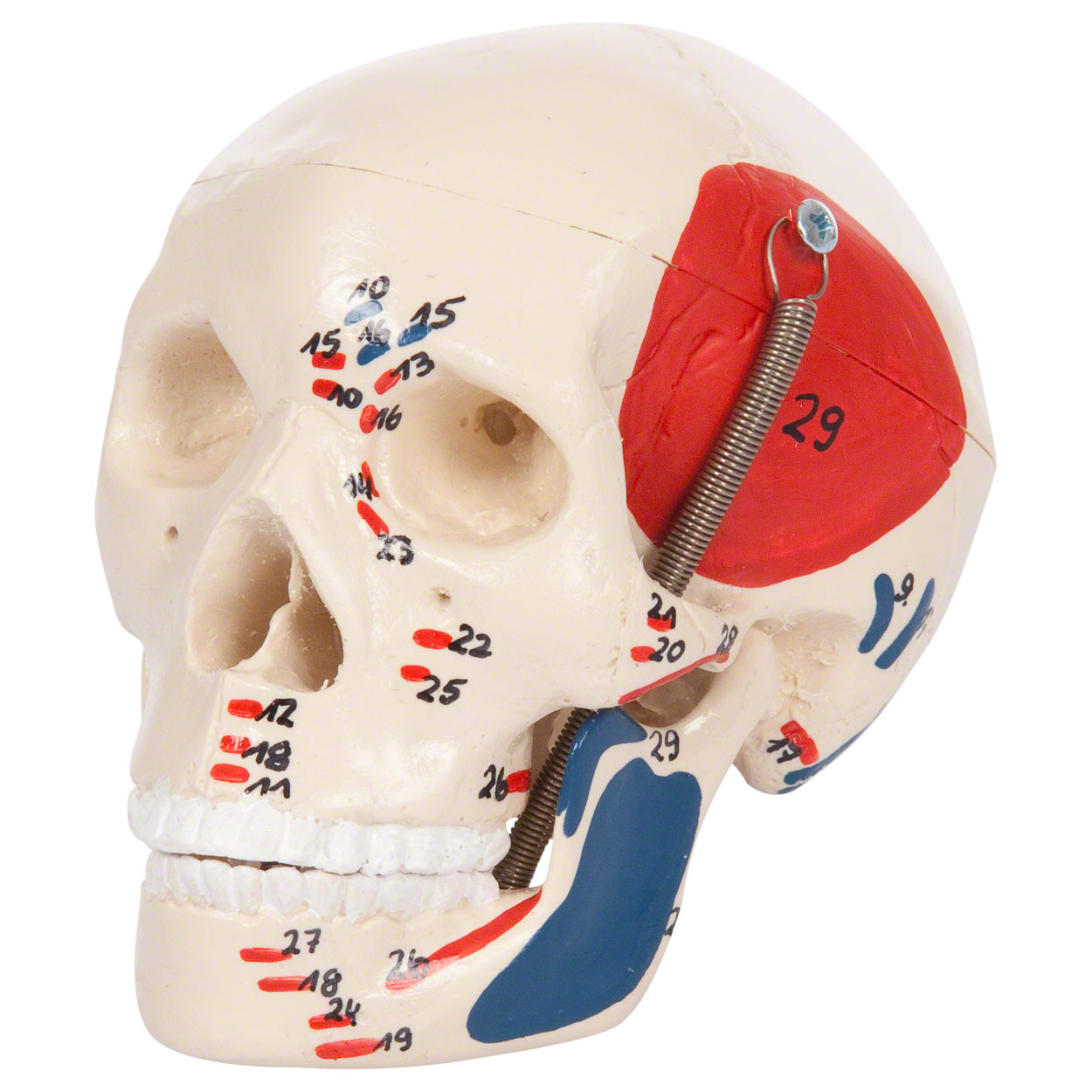 Mini-Schädel mit Muskeldarstellung 3-tlg.<br> Anatomie Modell