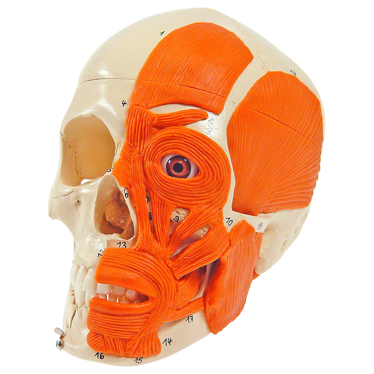 Schädel mit Muskeln<br> 3-tlg. Anatomie Modell