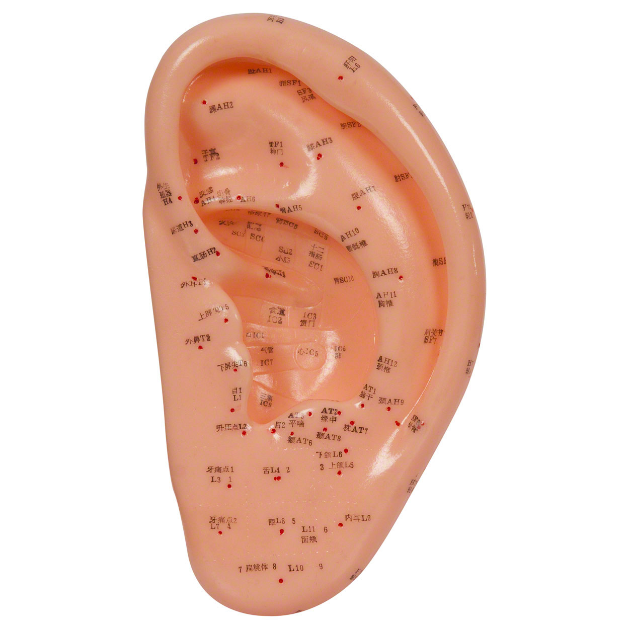 Akupunkturmodell Ohr 22x10 cm<br> Anatomie Modell