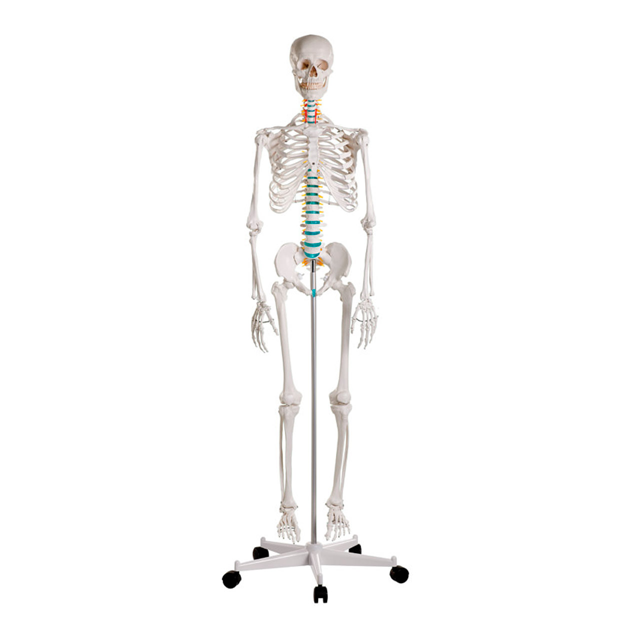 Skelett Standard inkl. Stativ 180 cm<br> Anatomie Modell