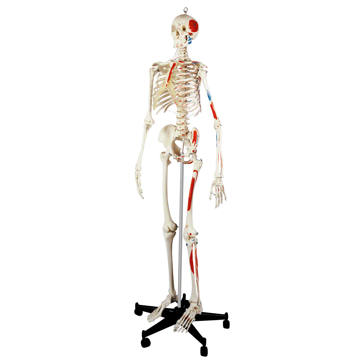 Skelett mit Muskeldarstellung inkl. Stativ 180 cm<br> Anatomie Modell