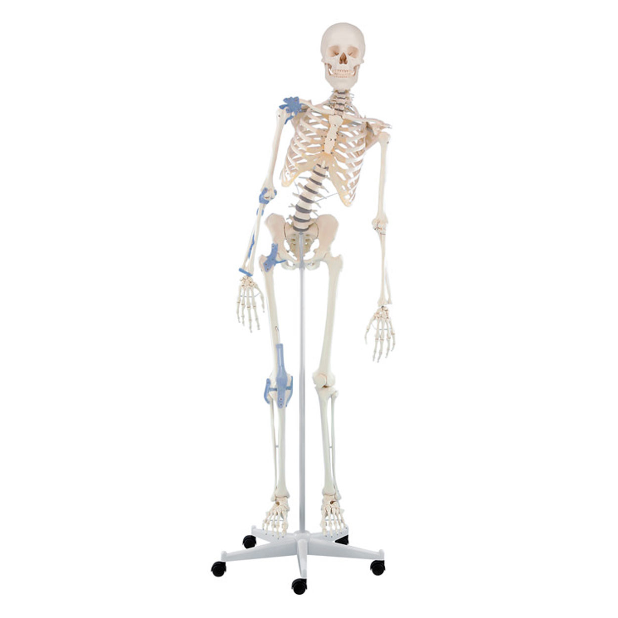 Skelett Super mit Gelenkbändern inkl. Stativ 180 cm<br> Anatomie Modell