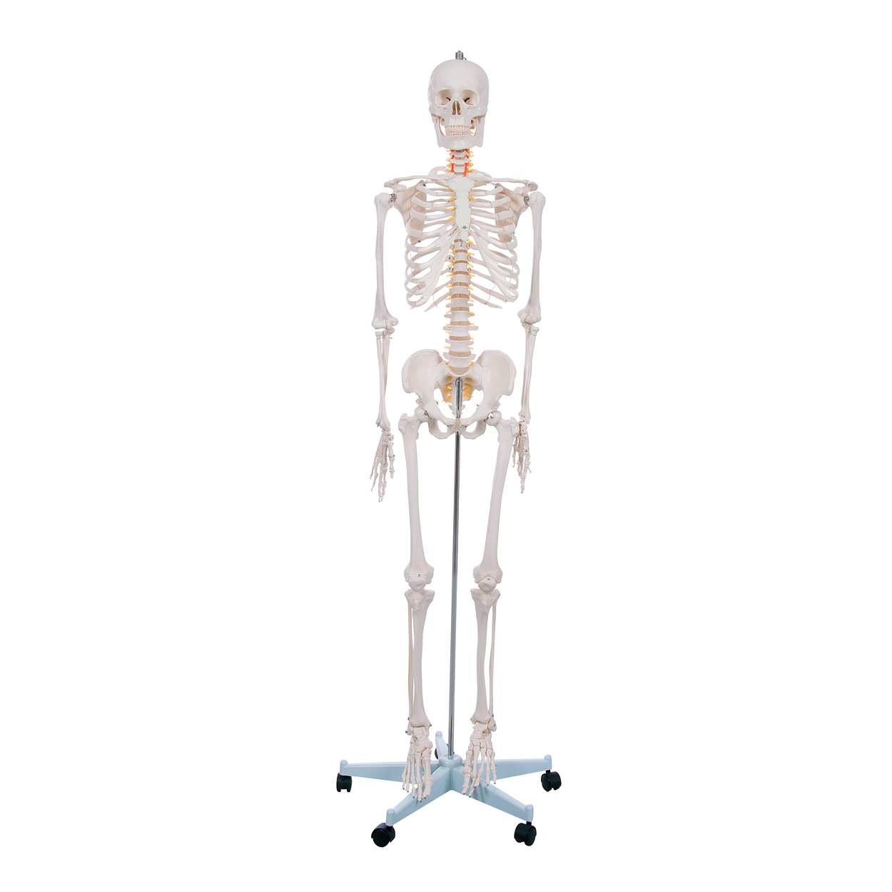 Skelett Schulskelett inkl. Stativ 178 cm<br> Anatomie Skelett lebensgroß
