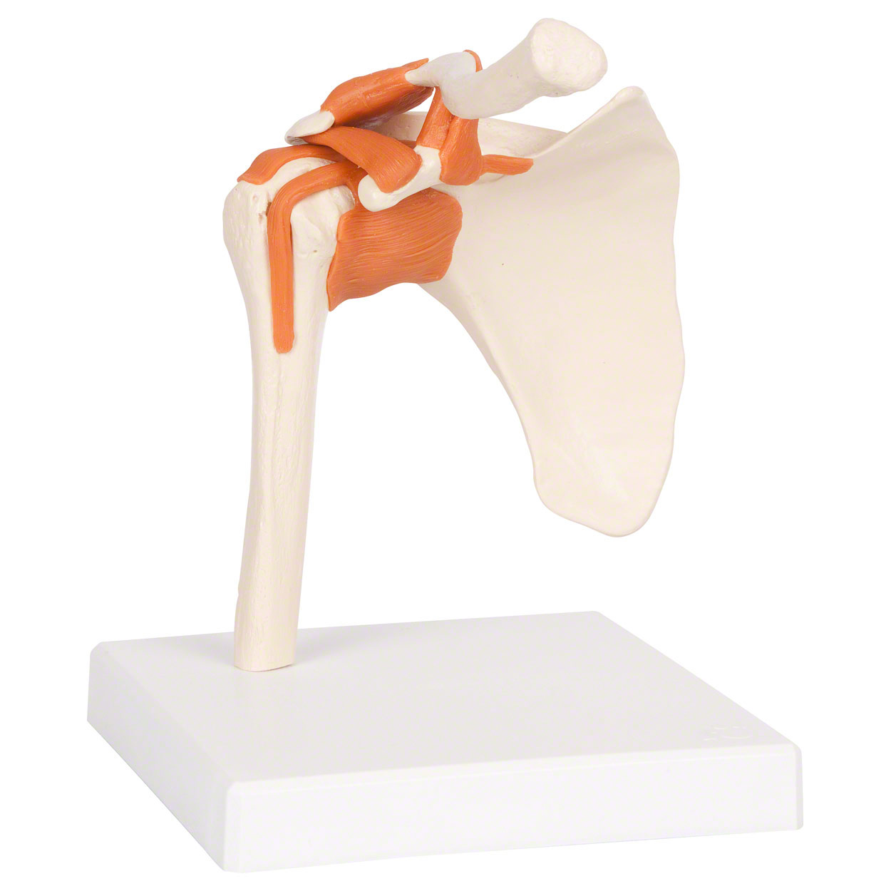 Schultergelenk 17x17x23 cm<br> Anatomie Modelle