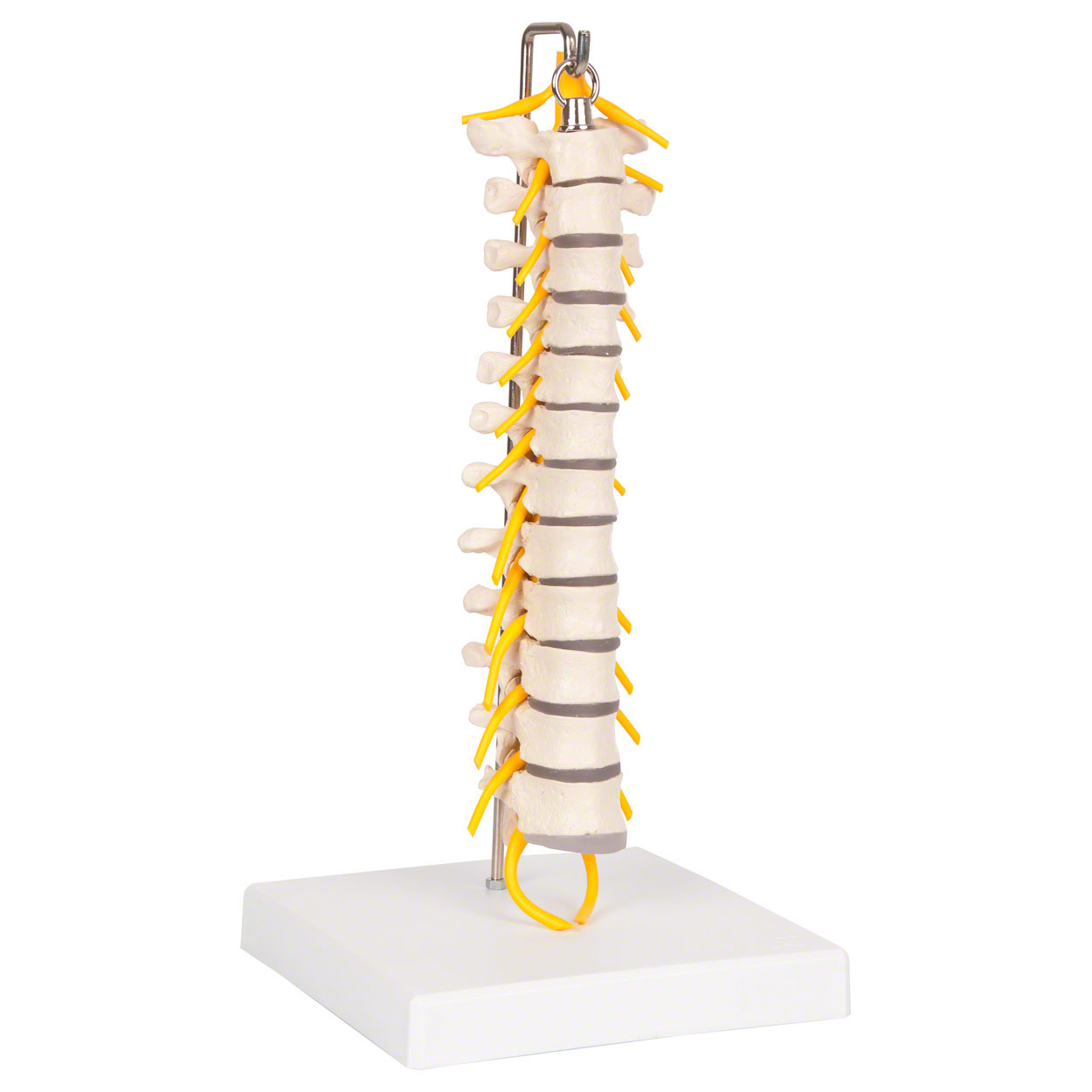 Brustwirbelsäule mit Nervenstrang flexibel<br> Anatomie Modelle