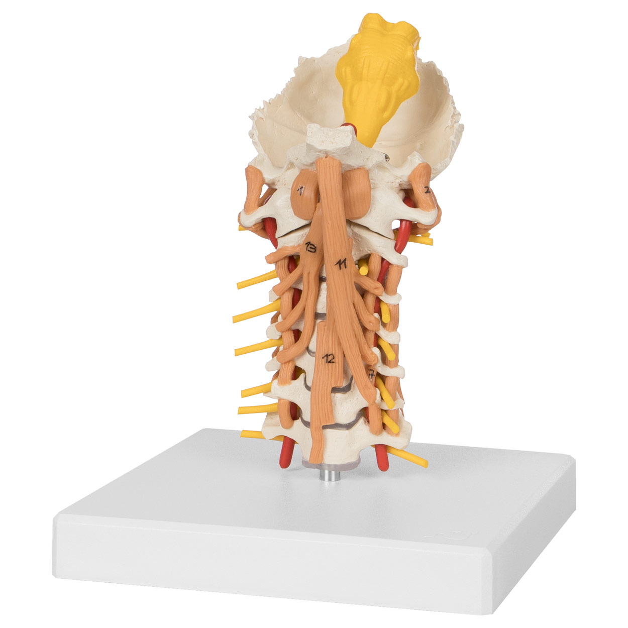 Halswirbelsäule mit Halsmuskulatur<br> LxHxB 25x10x18 cm