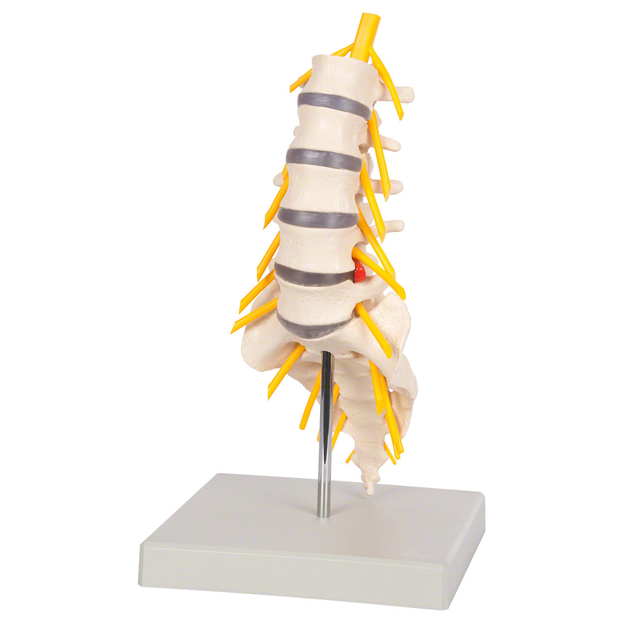 Lendenwirbelsäule 19x19x27 cm<br> Anatomie Modelle