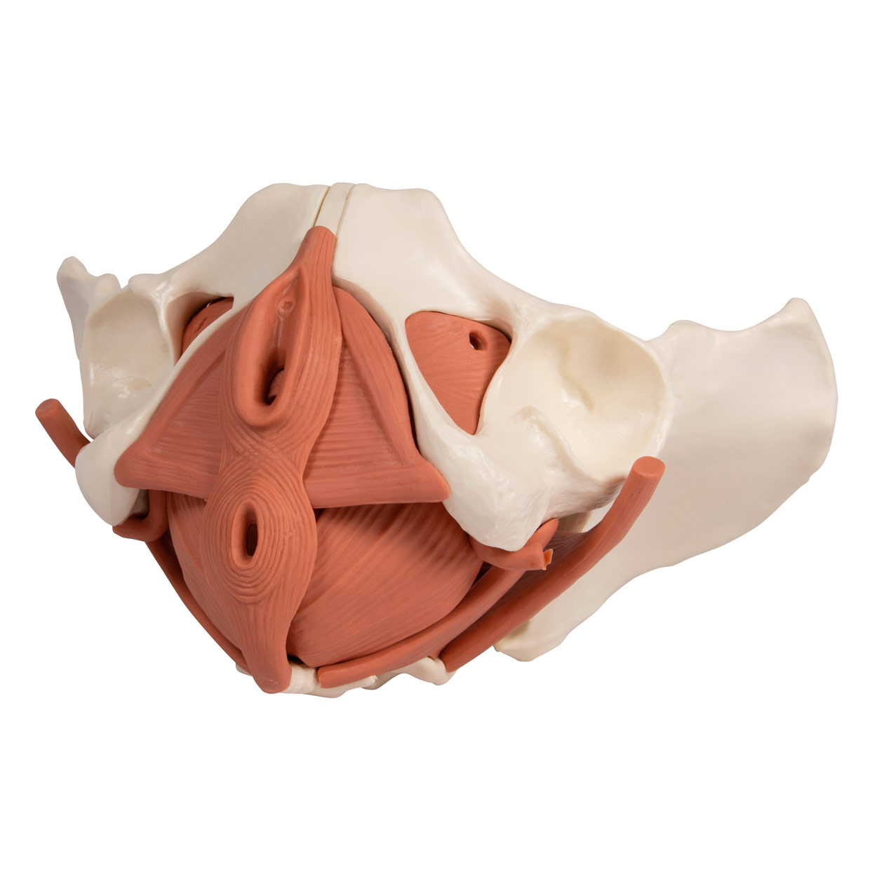 Weibliches Becken mit Beckenbodenmuskulatur<br> anatomisches Modell