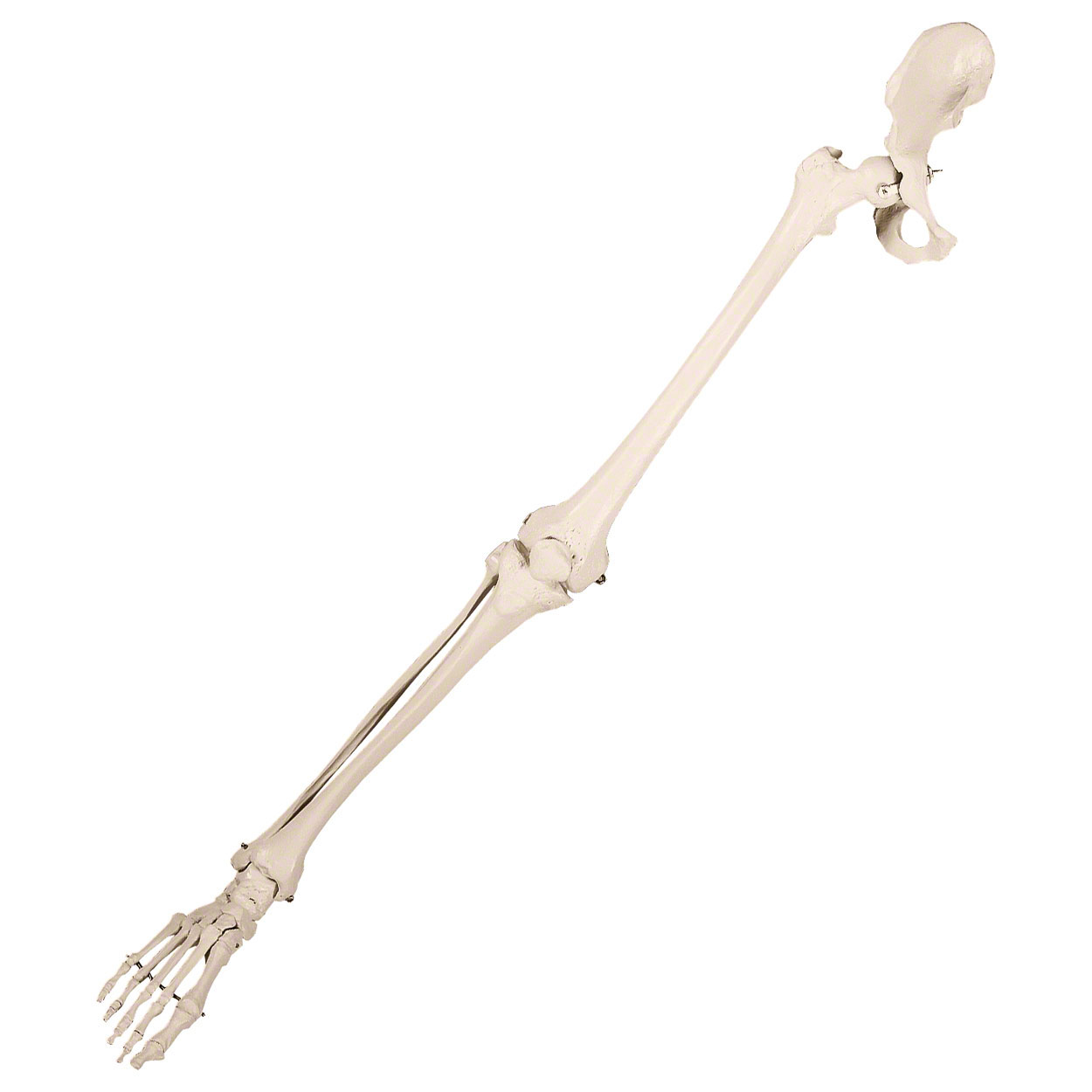 Bewegliches Beinskelett mit Fuß und halbem Becken<br> Anatomie Modell