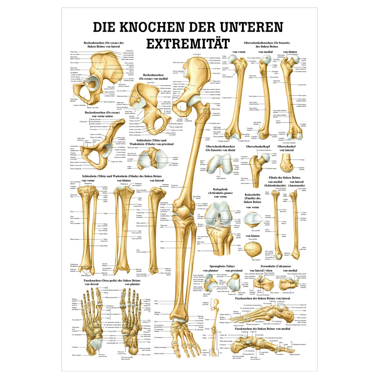 Die Knochen der unteren Extremität Mini-Poster Anatomie 34x24 cm med. Lehrmittel<br> Nicht Laminiert