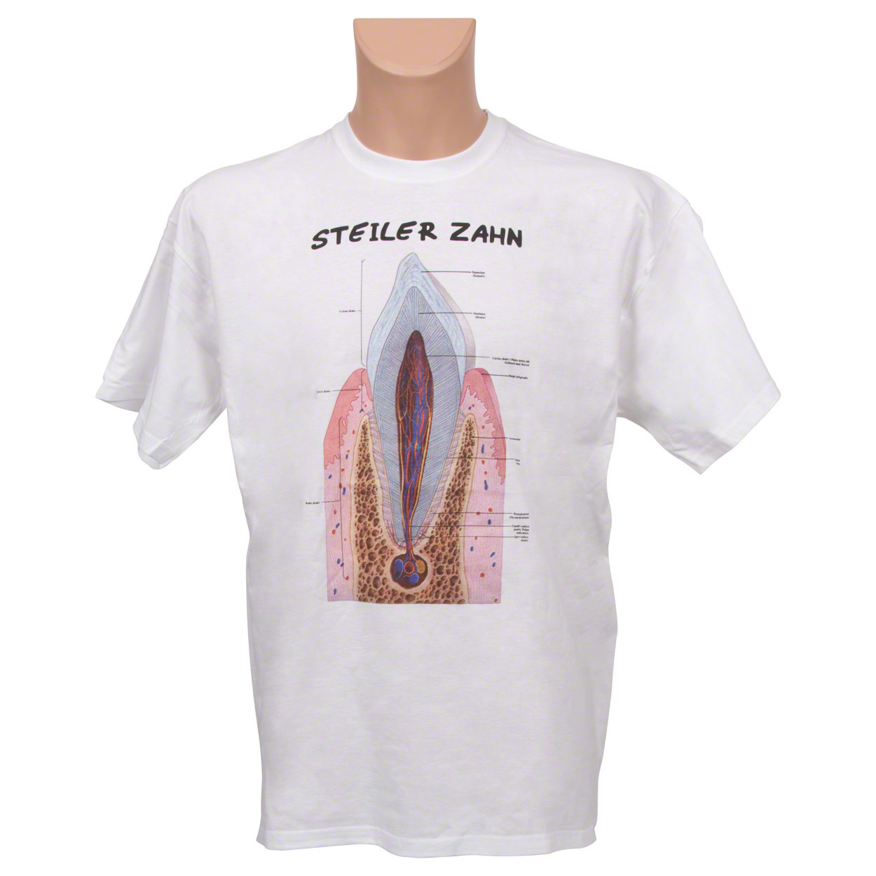 Kurzarm T-Shirt Zahn<br> Anatomie Lernhilfe
