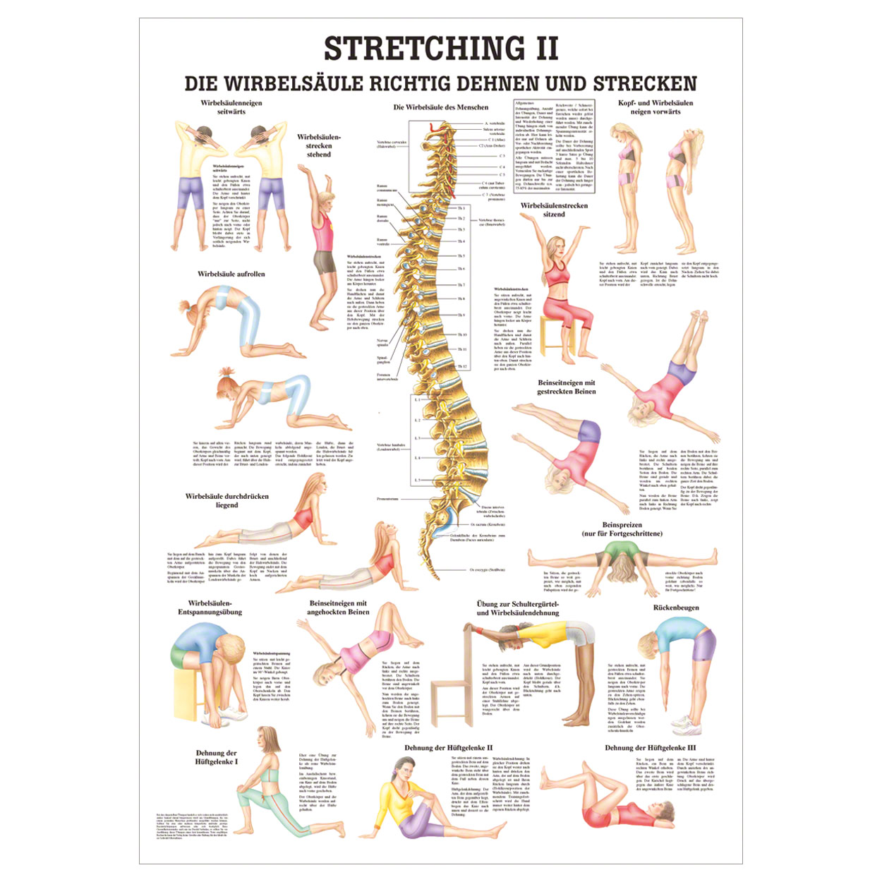 Stretching II Mini-Poster Anatomie 34x24 cm medizinische Lehrmittel<br> Nicht Laminiert