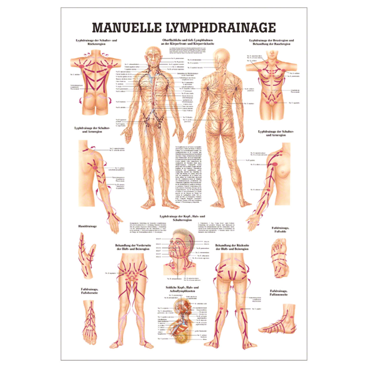 Manuelle Lymphdrainage Mini-Poster Anatomie 34x24 cm medizinische Lehrmittel<br> Nicht Laminiert