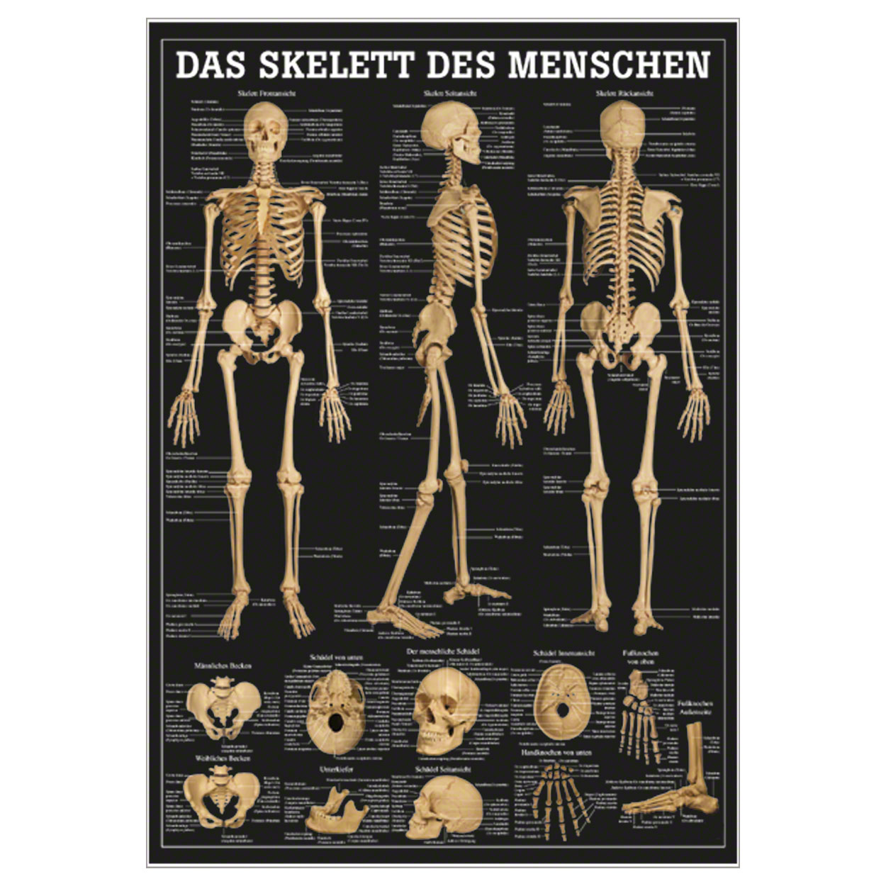 Das Skelett des Menschen Mini-Poster Anatomie 34x24 cm medizinische Lehrmittel<br> Nicht Laminiert
