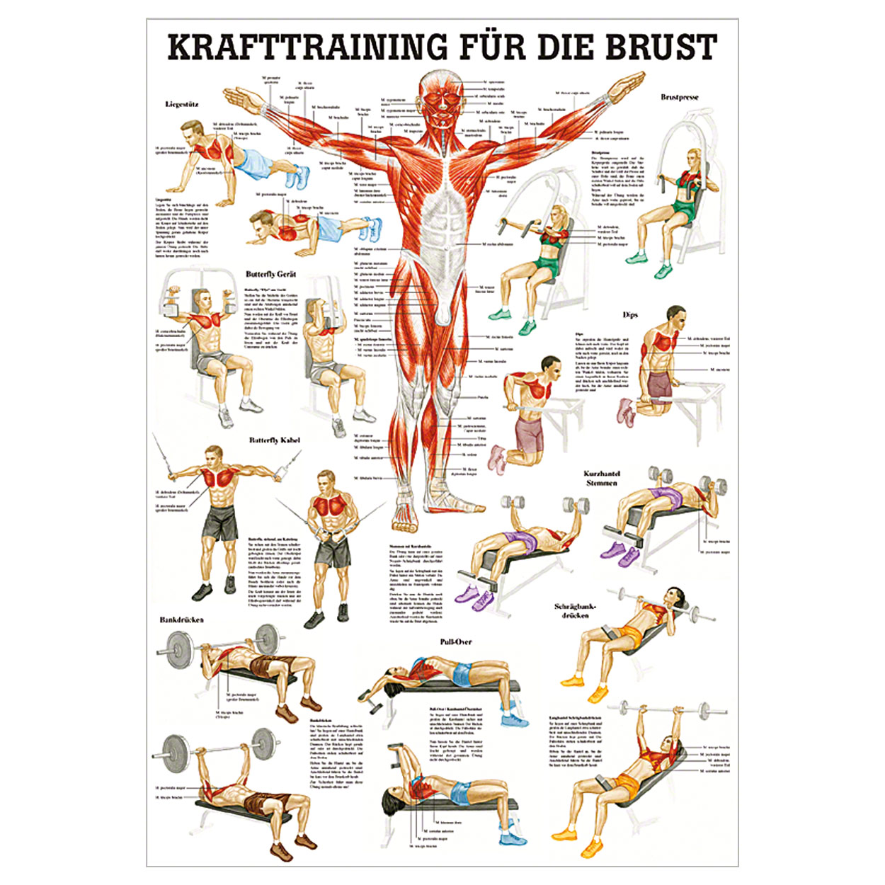 Mini-Poster Krafttraining Brust<br> Muskelaufbau