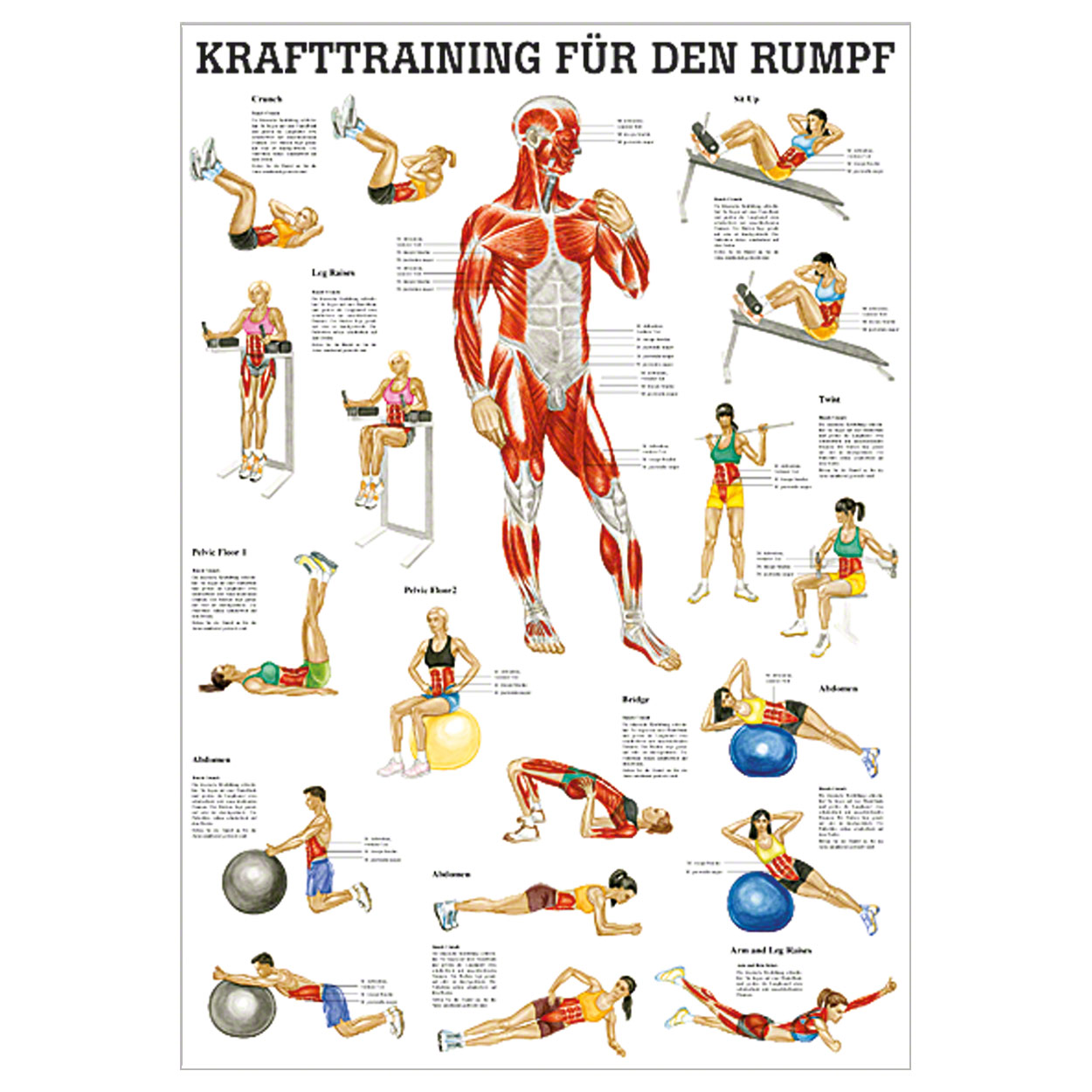 Mini-Poster Krafttraining Rumpf<br> Muskelaufbau
