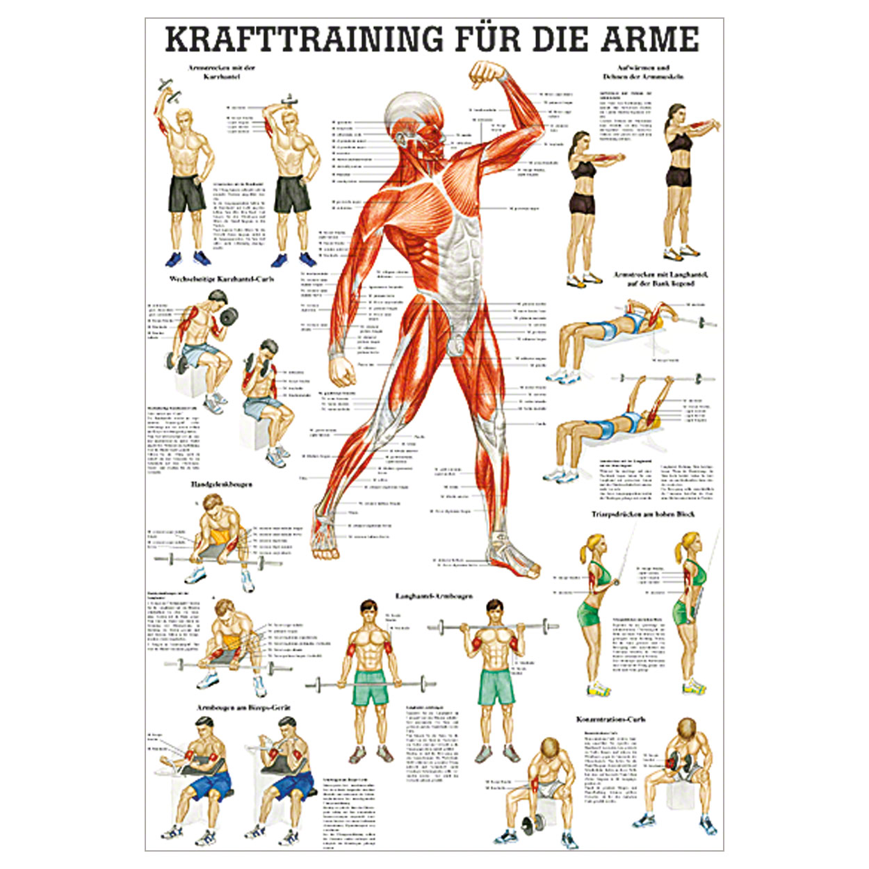 Mini-Poster Krafttraining Arme<br> Muskelaufbau