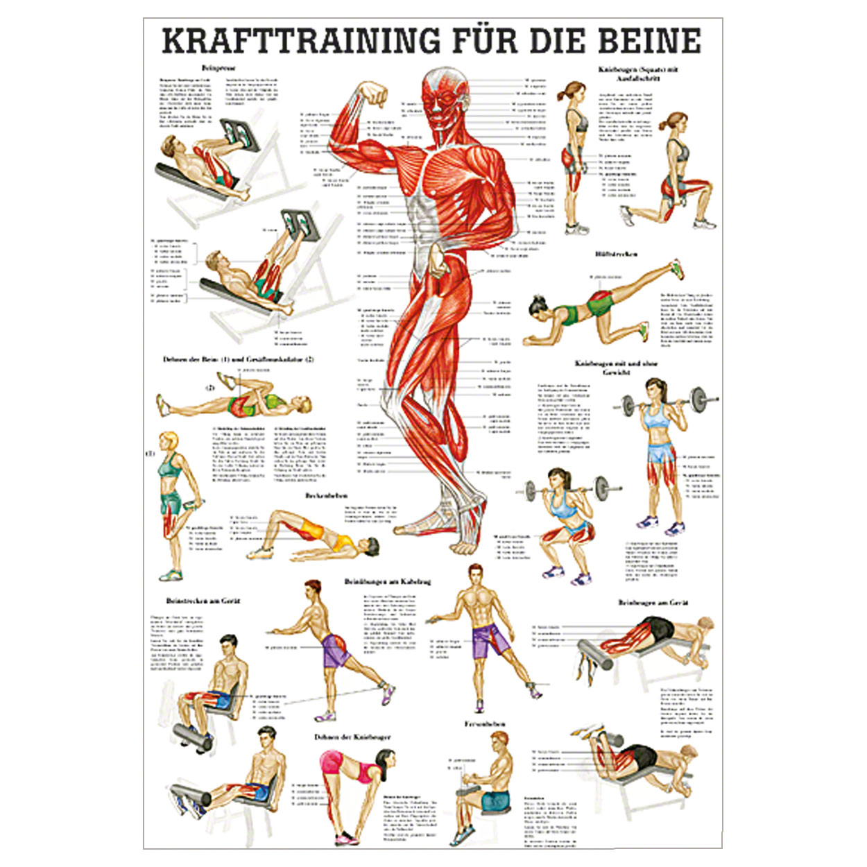 Mini-Poster Krafttraining Beine<br> Muskelaufbau