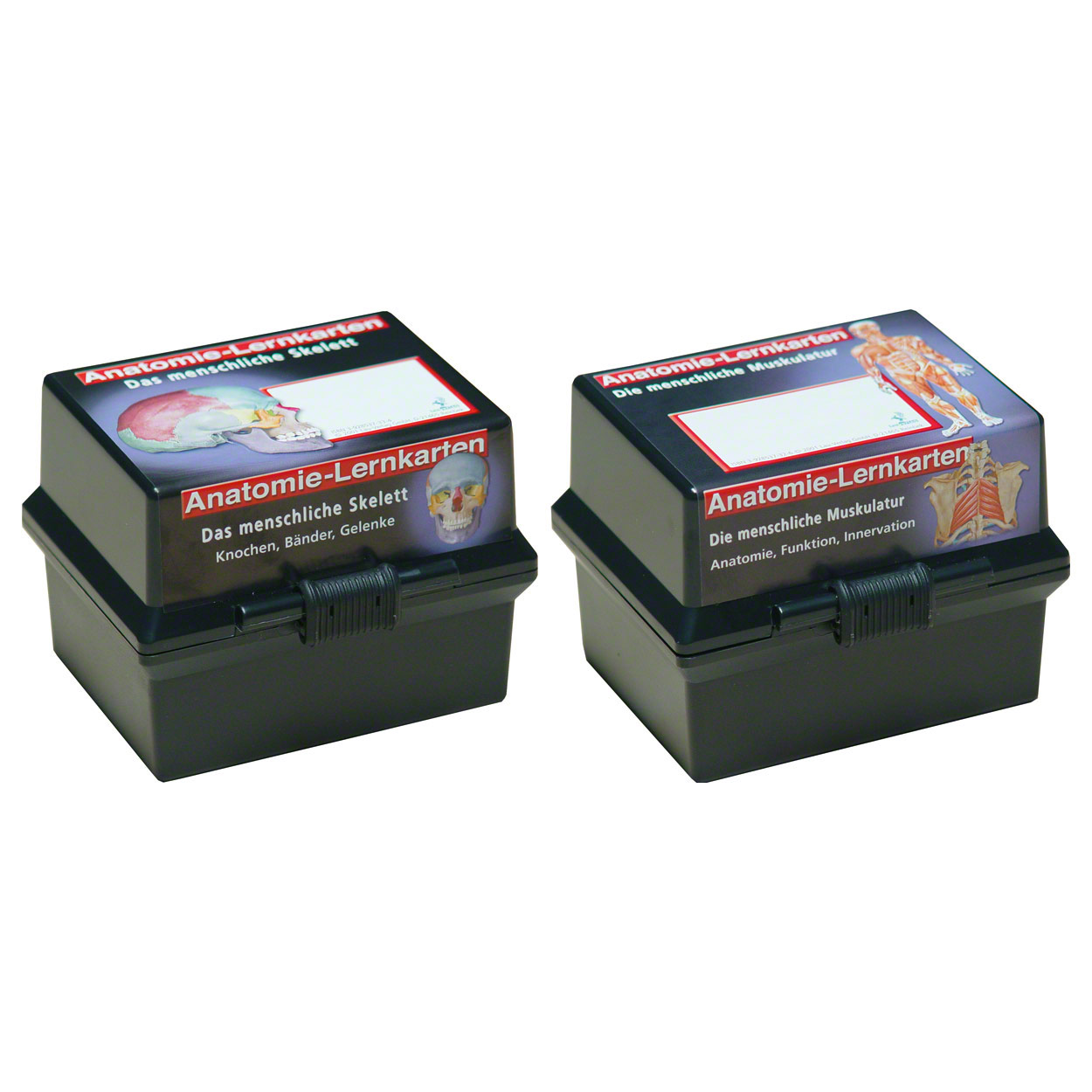Lernkärtchen Muskel- und Skelettsystem<br> 2er Set