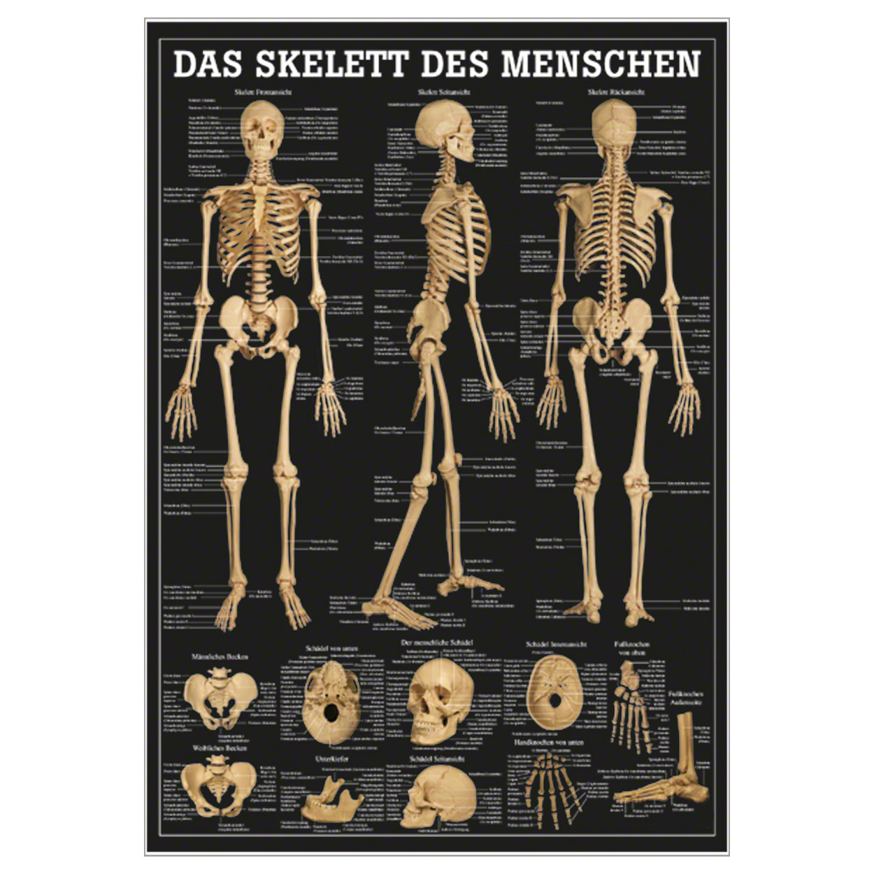 Lehrtafel Das Skelett des Menschen, LxB 100x70 cm günstig online kaufen