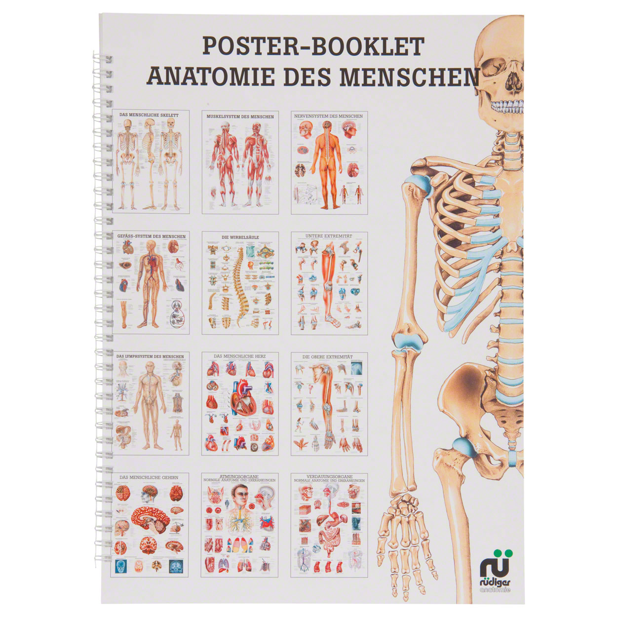 Mini-Poster Booklet Anatomie des Menschen, LxB 34x24 cm ...