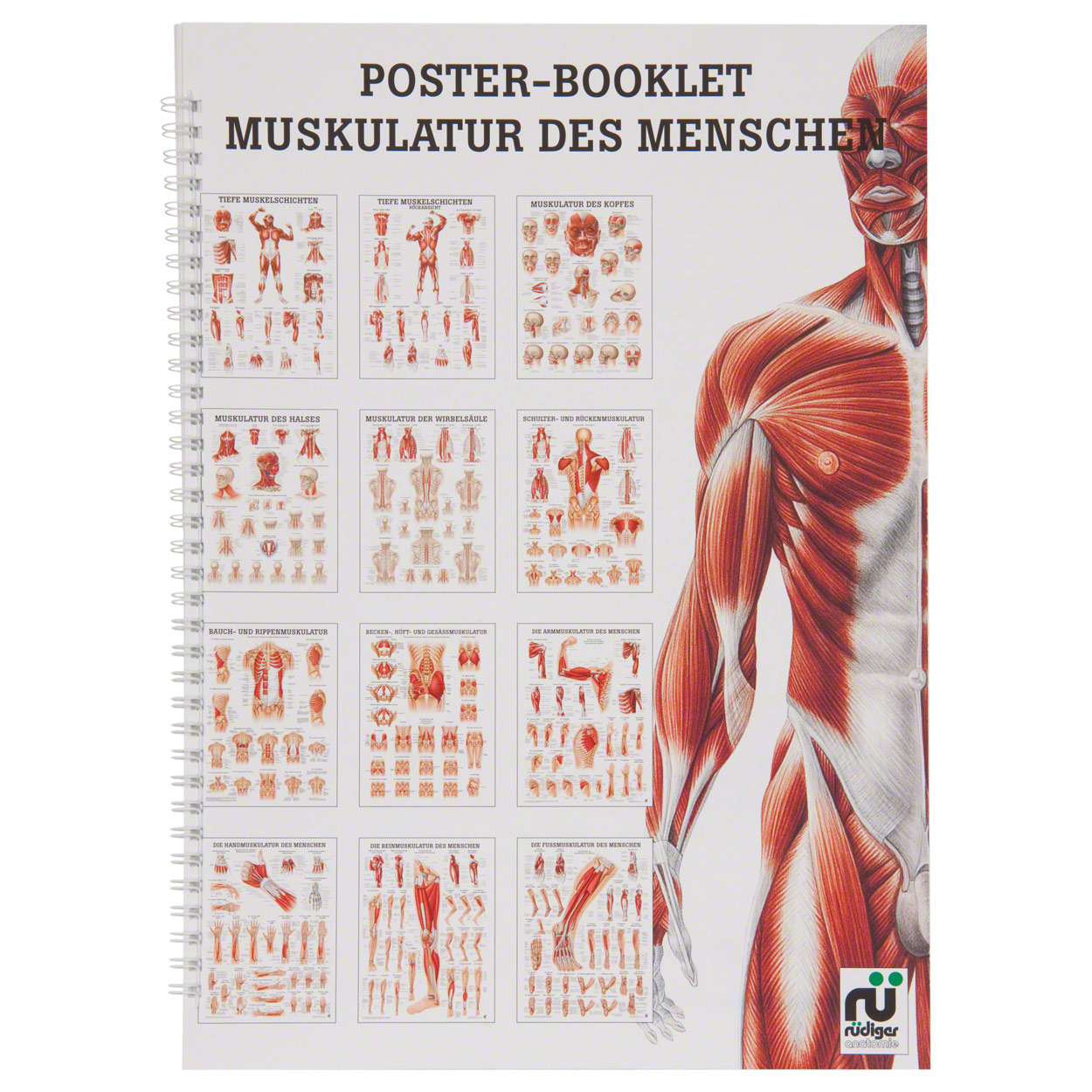 Mini Poster Booklet Muskulatur Des Menschen Lxb 34x24 Cm 12 Poster Gunstig Online Kaufen Sport Tec