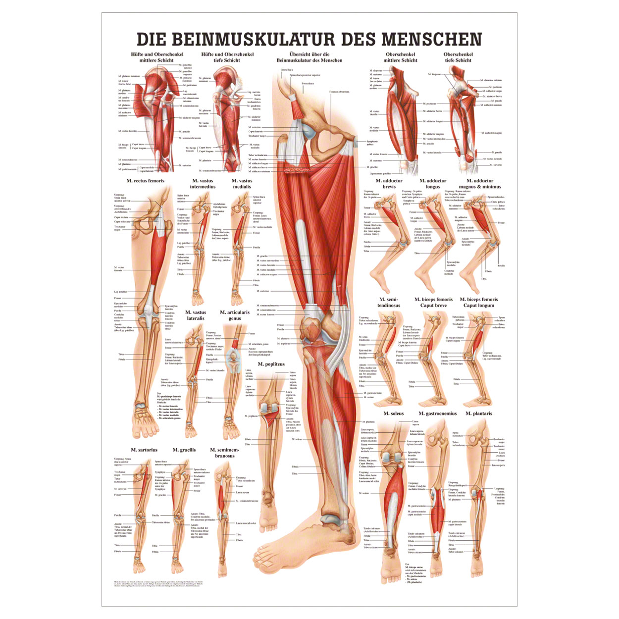 mini-poster-die-beinmuskulatur-lxb-34x24-cm-jetzt-kaufen-sport-tec