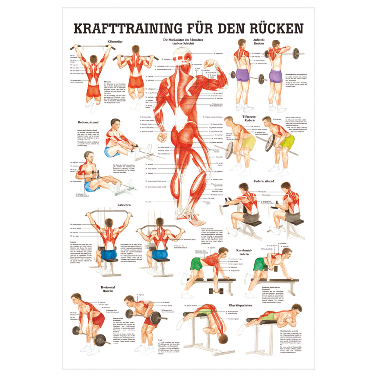 Sport-Tec Rücken Poster - Anatomie 34x24 Cm Für Richtige Haltung