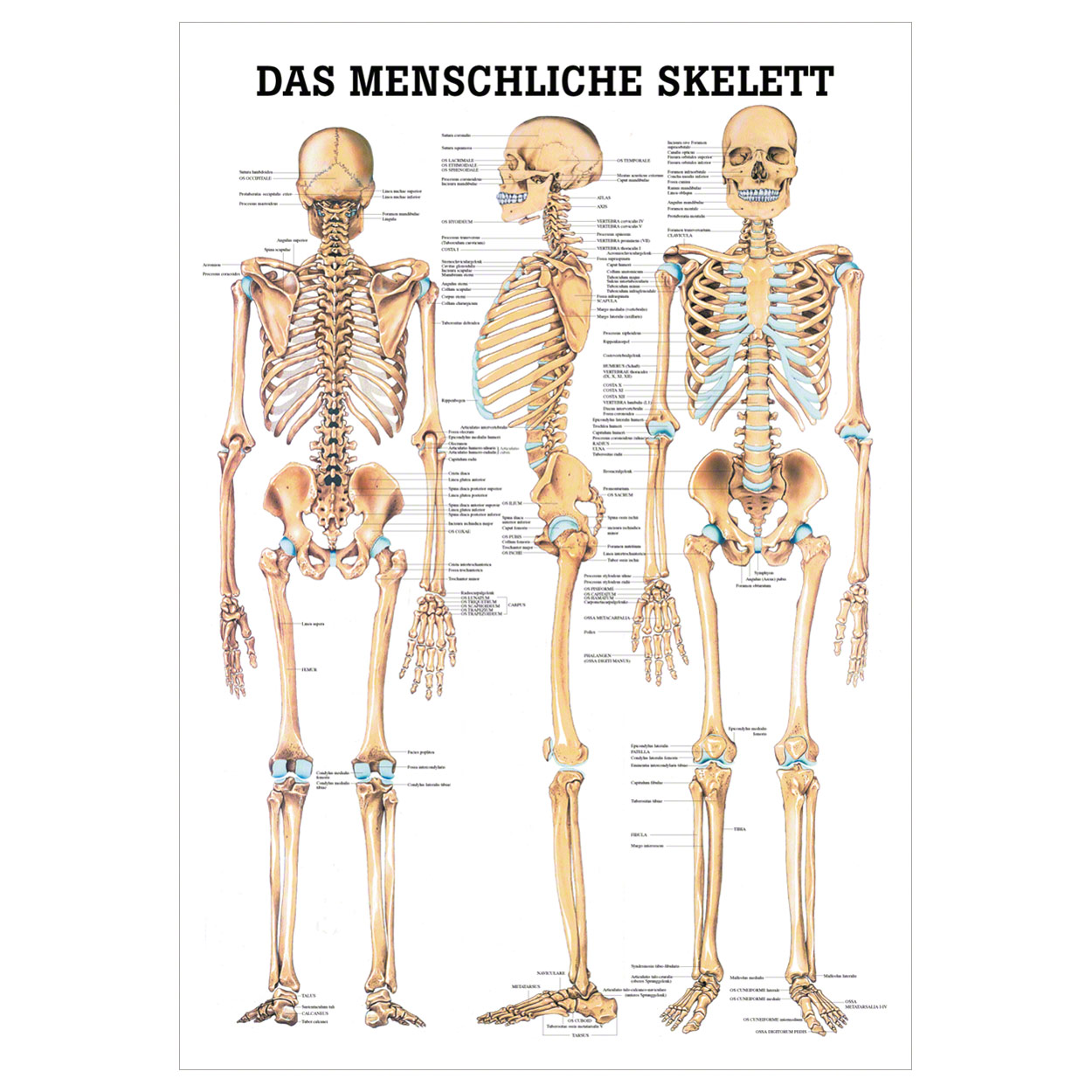 Poster Das Menschliche Skelett LxB 70x50 Cm Jetzt Kaufen Sport Tec Poster Das Menschliche Skelett LxB 70x50 Cm Jetzt Kaufen Sport Tec