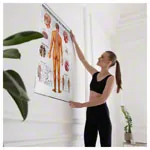 Abbildung zeigt Lehrtafel Das Nervensystem, LxB 100x70 cm