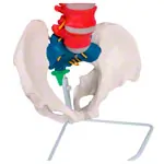 Abbildung zeigt Flexible Wirbelsule, didaktisch, inkl. Stativ