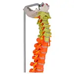 Abbildung zeigt Flexible Wirbelsule, didaktisch, inkl. Stativ