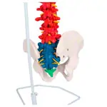 Abbildung zeigt Flexible Wirbelsule, didaktisch, inkl. Stativ