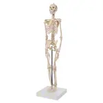 Abbildung zeigt Mini-Skelett inkl. Stativ, 65 cm