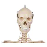 Abbildung zeigt Mini-Skelett inkl. Stativ, 65 cm