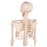 Abbildung zeigt Mini-Skelett inkl. Stativ, 65 cm
