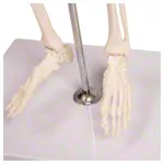 Abbildung zeigt Mini-Skelett inkl. Stativ, 65 cm