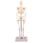 Abbildung zeigt Mini-Skelett inkl. Stativ, 65 cm