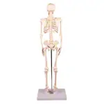 Mini-Skelett inkl. Stativ, 80 cm